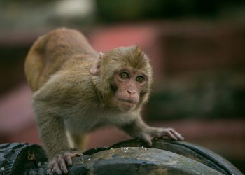भोजपुरका किसानको मुख्य समस्या नै बाँदर