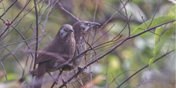 सहस्राब्दी पदमार्गलाई पर्यटकीय गन्तव्य बनाइने
