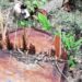 इलामका चुरेमा वन तस्करी नियन्त्रण बाहिर