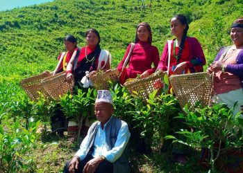 वनमाराले ढाकिएको पाखो चिया बगान बनेपछि