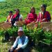वनमाराले ढाकिएको पाखो चिया बगान बनेपछि