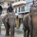 पर्यटक नहुँदा हात्ती सफारी सङ्कटमा