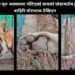 बाँकेमा मृत अवस्थामा भेटिएको बाघको पोस्टमार्टम हुँदै, बाहिरि चोटपटक देखिएन