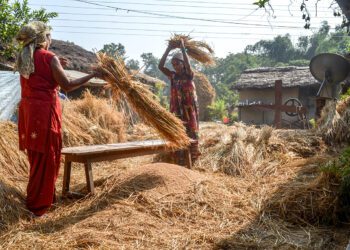 चितवनमा धान उत्पादन १० प्रतिशत कमी