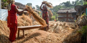 चितवनमा धान उत्पादन १० प्रतिशत कमी