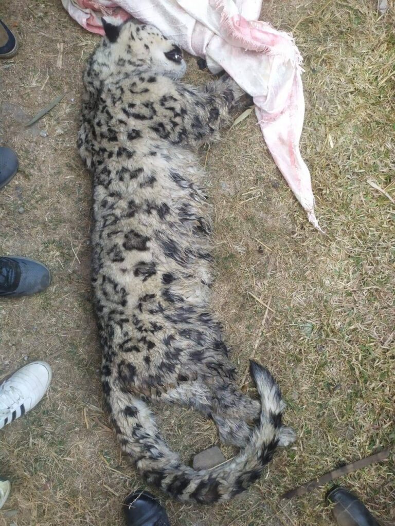 snow-leopard urlabari