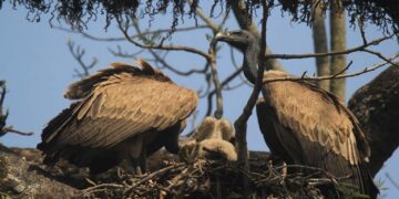गिद्धको वासस्थान संरक्षणमा सामाजिक सङ्घसंस्थाको चासो