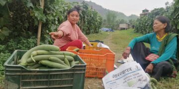 सिद्धलेकको घिरौँला उपभोक्ताको पहिलो रोजाईमा 