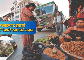 रैथाने खेतीको चर्चा: सलाङबाट हरायो सिङ्गो देशले खाएको बदाम