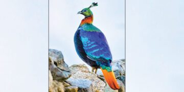 करिब पाँच हजारको संख्यामा रहेको डाँफे किन मासिँदै छ ?