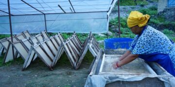 प्रतिकिलो १०७ रूपैयाँमा सामुदायिक वन उपभोक्ताबाटै किन्छ कागज उद्योगले लोक्ता