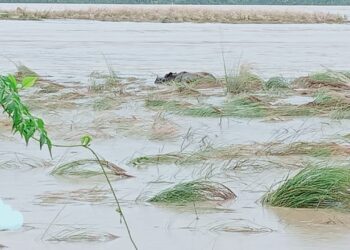 बाढीका राष्ट्रिय निकुञ्जका वन्यजन्तु र जैविक विविधता संकटमा