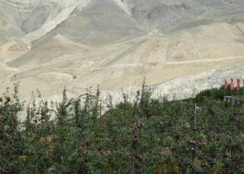 तीन हजार नौ सय मिटर उचाइमा स्याउ खेती हुन थाल्यो