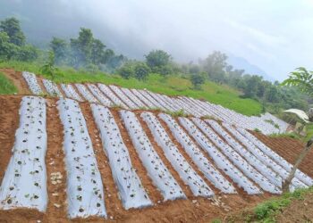 तनहुँमा परीक्षणका रूपमा स्ट्रबेरीखेती