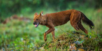 Community Contribution Disregarded: Local Leaders Raise Concerns over Chitwan National Park’s Actions