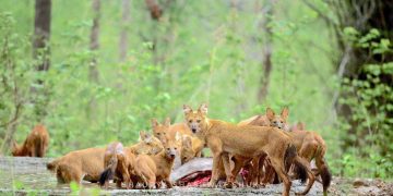 Human life to be in danger: failure to protect dhole