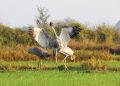 Sarus Crane Population Rises in Nepal, Conservation Remains a Challenge