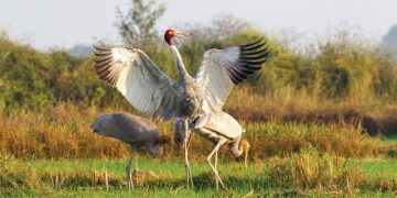 Sarus Crane Population Rises in Nepal, Conservation Remains a Challenge