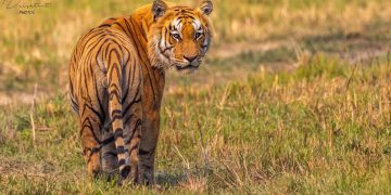 Nepal’s Focus: Tiger Management & Habitat Enhancement in Decade Ahead