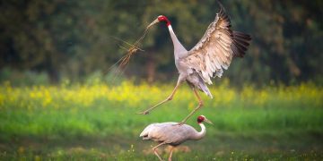 Sarus Crane Population Rises in Nepal, Conservation Remains a Challenge