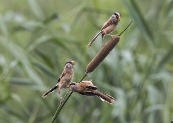Graceful Perchers of the Reedbeds: The Enigmatic Reed Parrotbill