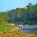 Chitwan National Park: Nature’s Inviting Wonder