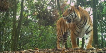 As Bhutan reports big boost in tigers, coexistence strategies become necessary (commentary)