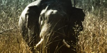 Raja Gaj’s Legacy and the Ongoing Battle for Elephant Conservation in Nepal