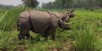 Rhinoceros named Pushpa, Anjali to be moved to Koshi Tappu Wildlife Reserve