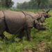 Rhinoceros named Pushpa, Anjali to be moved to Koshi Tappu Wildlife Reserve