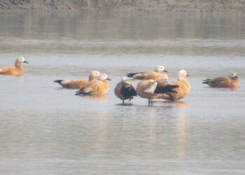 Migratory birds in Nepal to escape winter