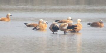 Migratory birds in Nepal to escape winter