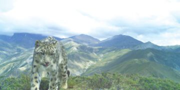 Snow Leopard Sanctuary: Shey-Phoksundo National Park Reveals Surprising Population Numbers