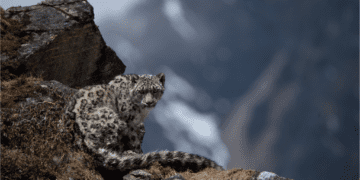 Celebration of International Snow Leopard Day 2024 Highlights Conservation Milestones in Nepal