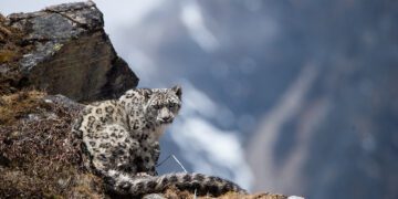 Nepal Reveals First-Ever National Snow Leopard Estimate: 397 Individuals Identified