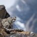 Nepal Reveals First-Ever National Snow Leopard Estimate: 397 Individuals Identified